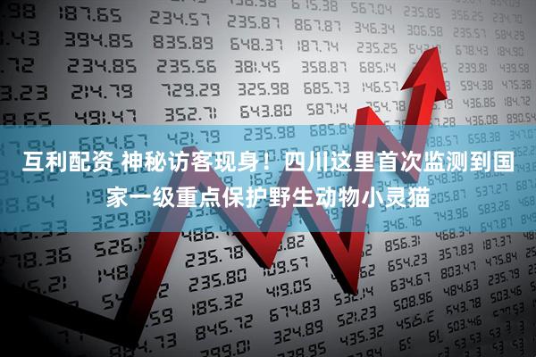 互利配资 神秘访客现身！四川这里首次监测到国家一级重点保护野生动物小灵猫